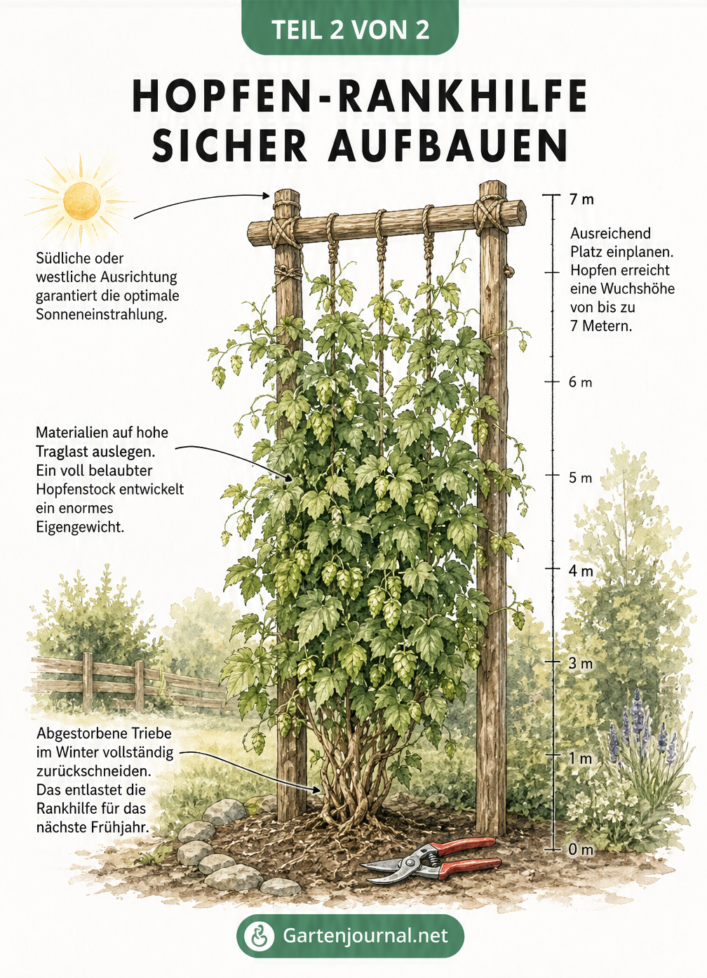 Detaillierte Skizze eines ausgewachsenen Hopfenstocks an einer Holz- und Seilkonstruktion mit Hinweisen zu Ausrichtung, Platzbedarf, Traglast und Rückschnitt.