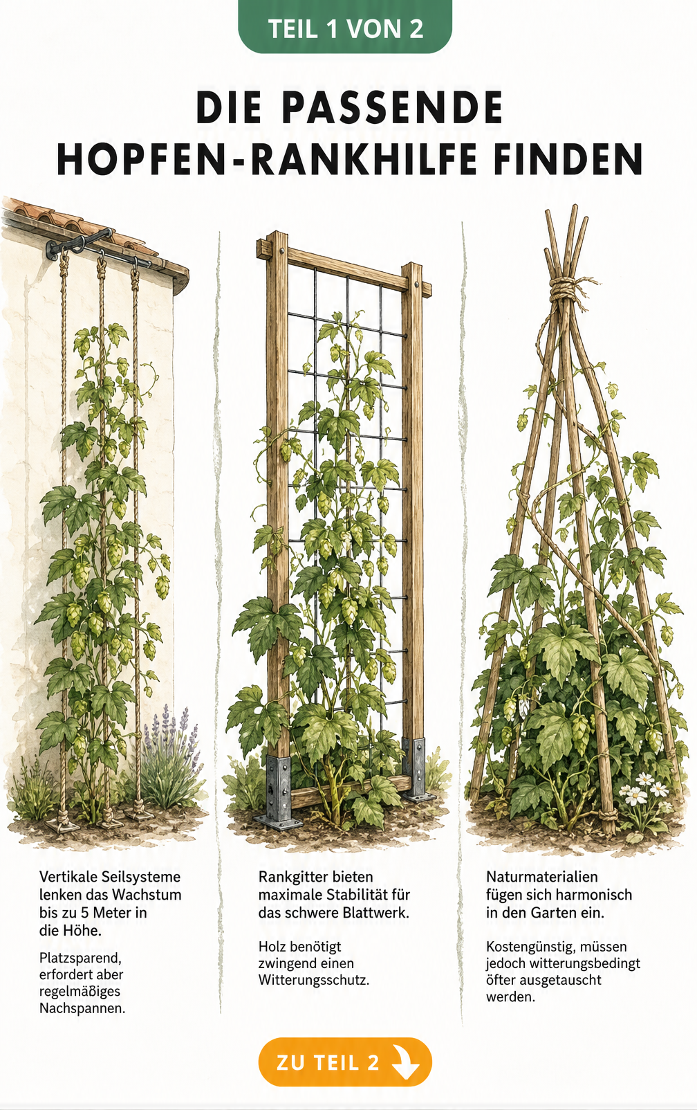 Botanische Illustration von drei Hopfen-Rankhilfen: vertikales Seilsystem, Rankgitter aus Holz und Metall sowie ein Tipi aus Bambus und Haselnuss.