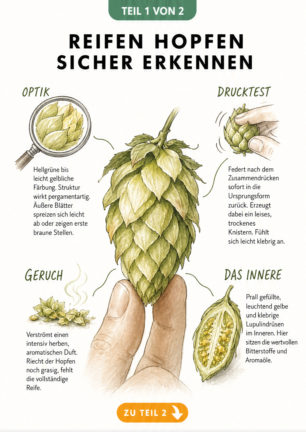 Illustration einer Hopfendolde mit Hinweisen zur Erkennung der Erntereife durch Optik, Drucktest und Geruch
