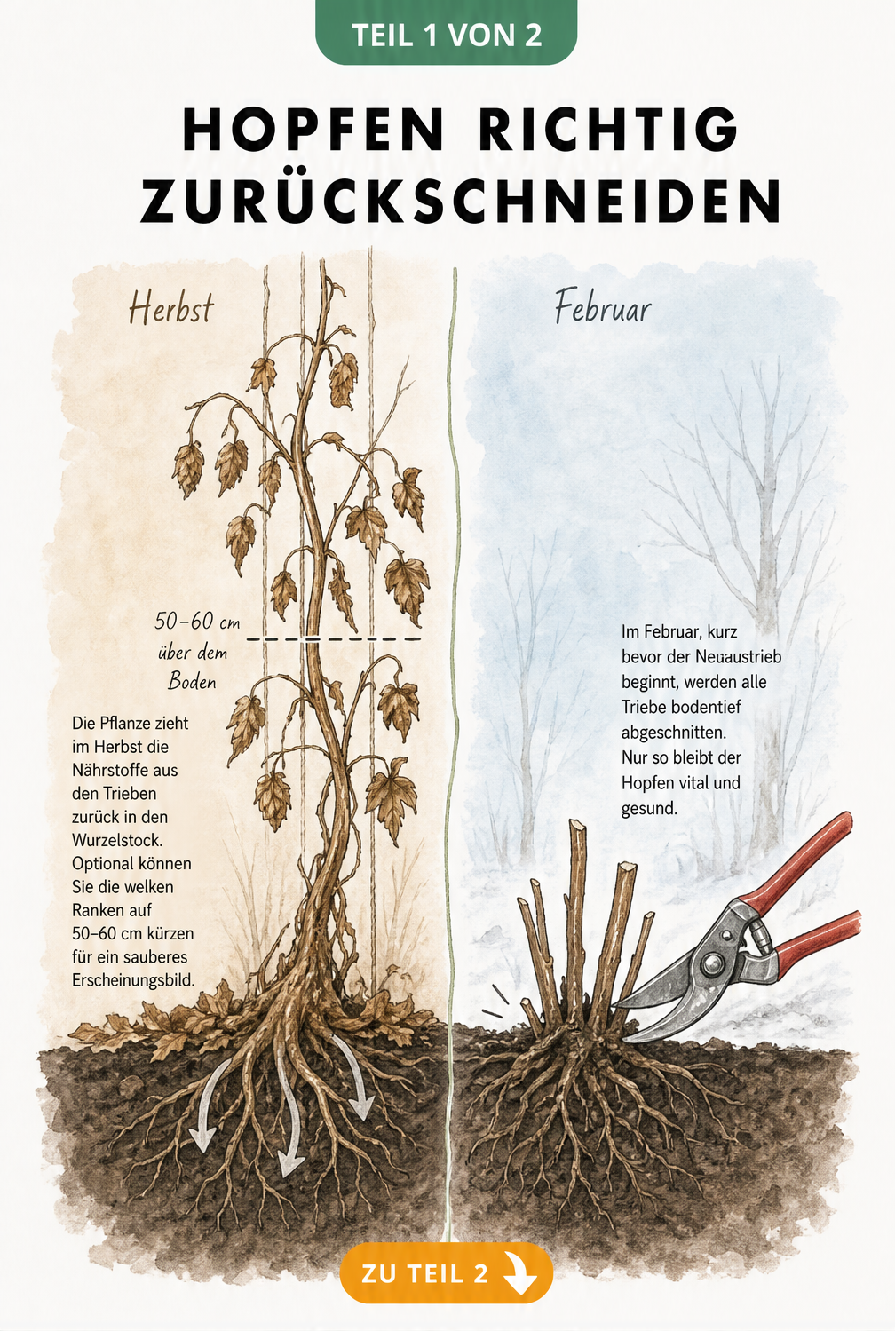 Illustration der Hopfenpflanze im Herbst und Februar, die den Nährstoffrückzug in die Wurzeln und den bodentiefen Rückschnitt zeigt.