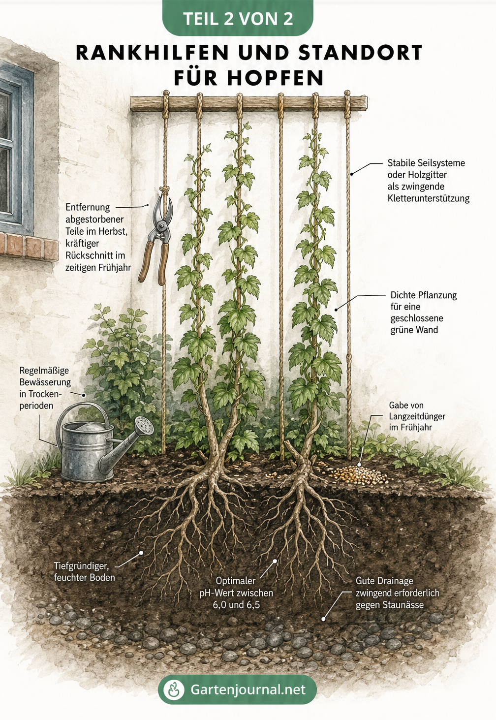 Querschnitt durch ein Gartenbeet mit Hopfenwurzeln im Erdreich und oberirdischen Trieben an einem vertikalen Seilsystem vor einer Hauswand.