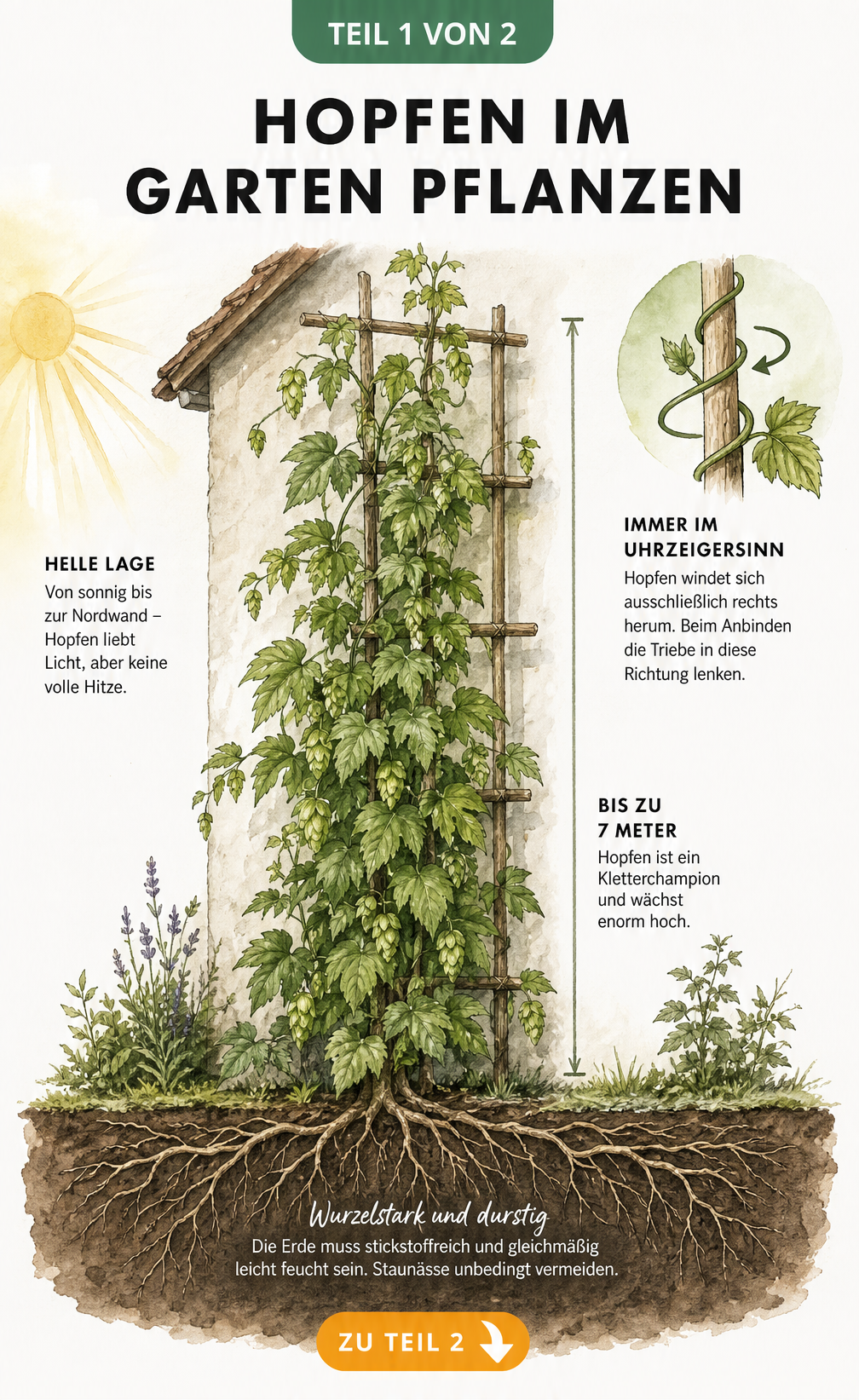 Illustration einer Hopfenpflanze am Spalier mit Details zu Wurzelwerk, Wuchshöhe und Wuchsrichtung