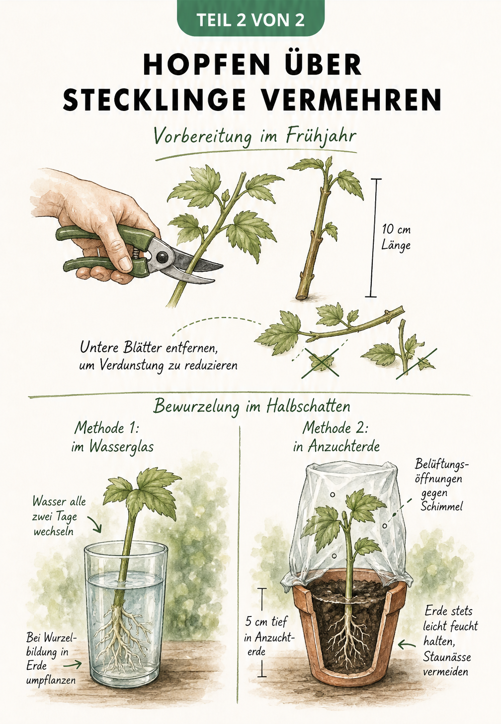 Illustration zur Stecklingsvermehrung von Hopfen, zeigt das Schneiden eines Triebs und die Bewurzelung in Wasser sowie in Anzuchterde