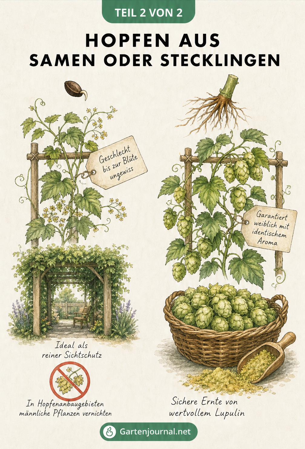 Vergleich von Hopfen aus Samen und Stecklingen: Aussaat bringt ungewisses Geschlecht, Stecklinge garantieren weibliche Pflanzen mit Dolden.