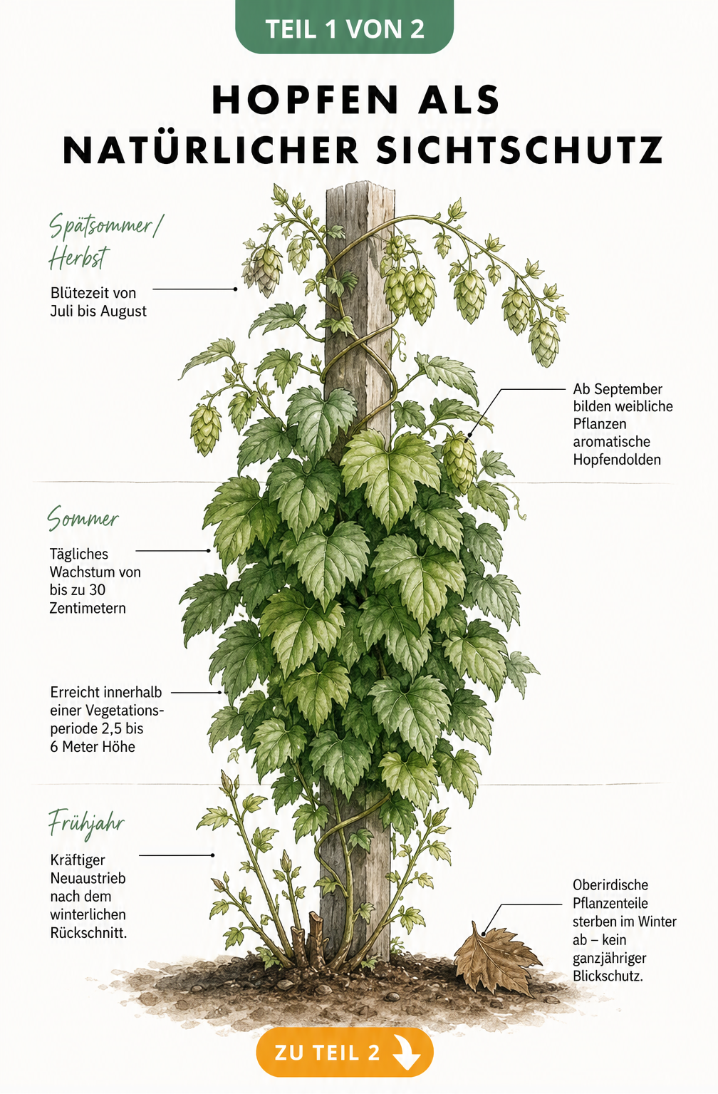 Botanische Illustration einer Hopfenpflanze, die die Entwicklungsphasen vom Frühjahrsaustrieb über das dichte Sommerlaub bis zur Blüte im Spätsommer zeigt.