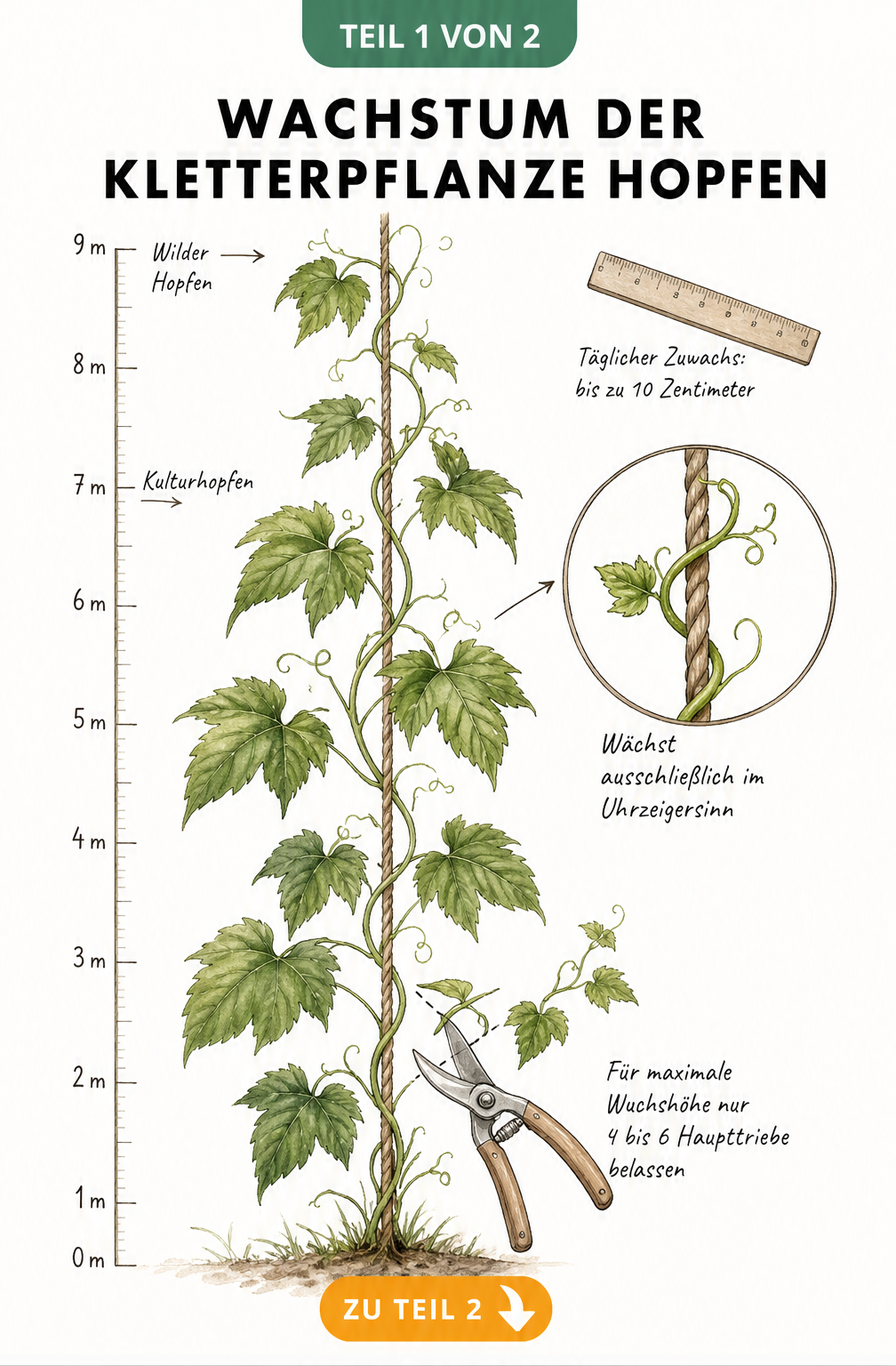 Botanische Illustration einer Hopfenpflanze an einem Drahtseil mit Messlatte, die das Wachstum von Kulturhopfen und wildem Hopfen zeigt.