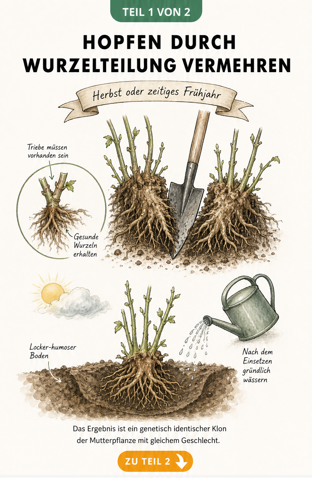 Illustration zur Wurzelteilung von Hopfen mit Spaten, Detailansicht der Triebe und Einpflanzen in humosen Boden