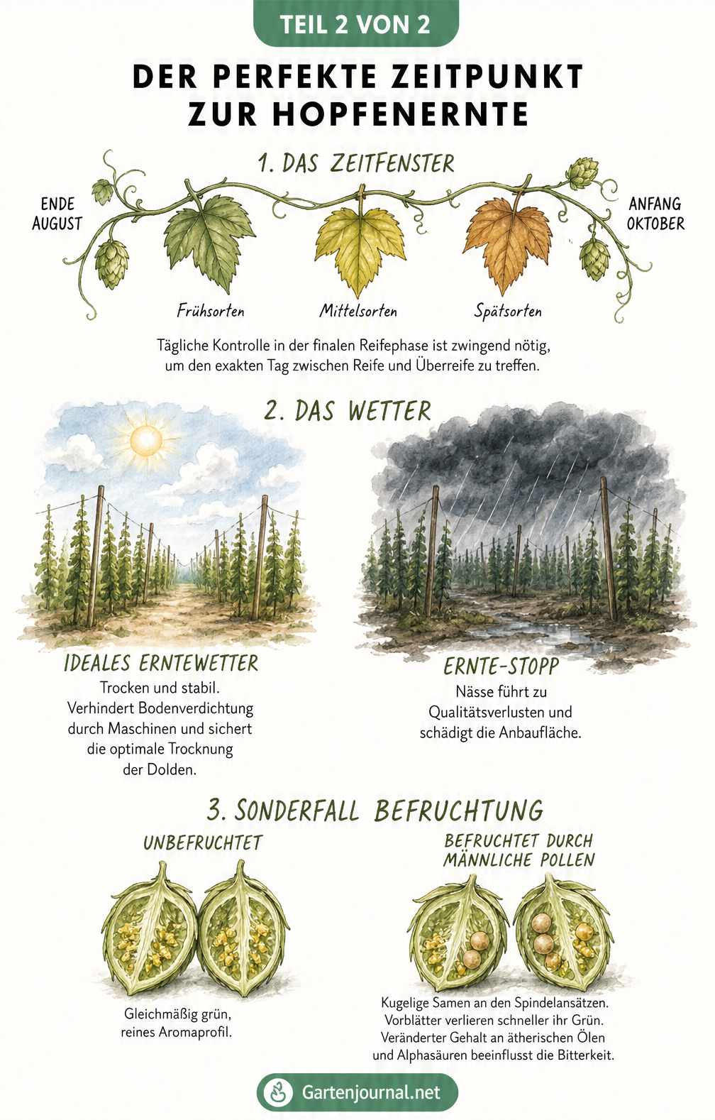 Aquarell-Grafik zum optimalen Zeitpunkt der Hopfenernte mit Zeitstrahl, Wetterbedingungen und Befruchtungsmerkmalen