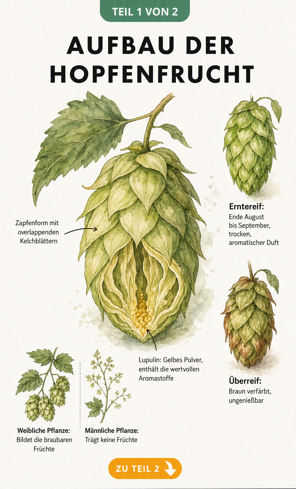 Botanische Illustration einer weiblichen Hopfendolde mit aufgeschnittenem Inneren, das gelbes Lupulin zeigt, sowie Gegenüberstellung von männlichen und...