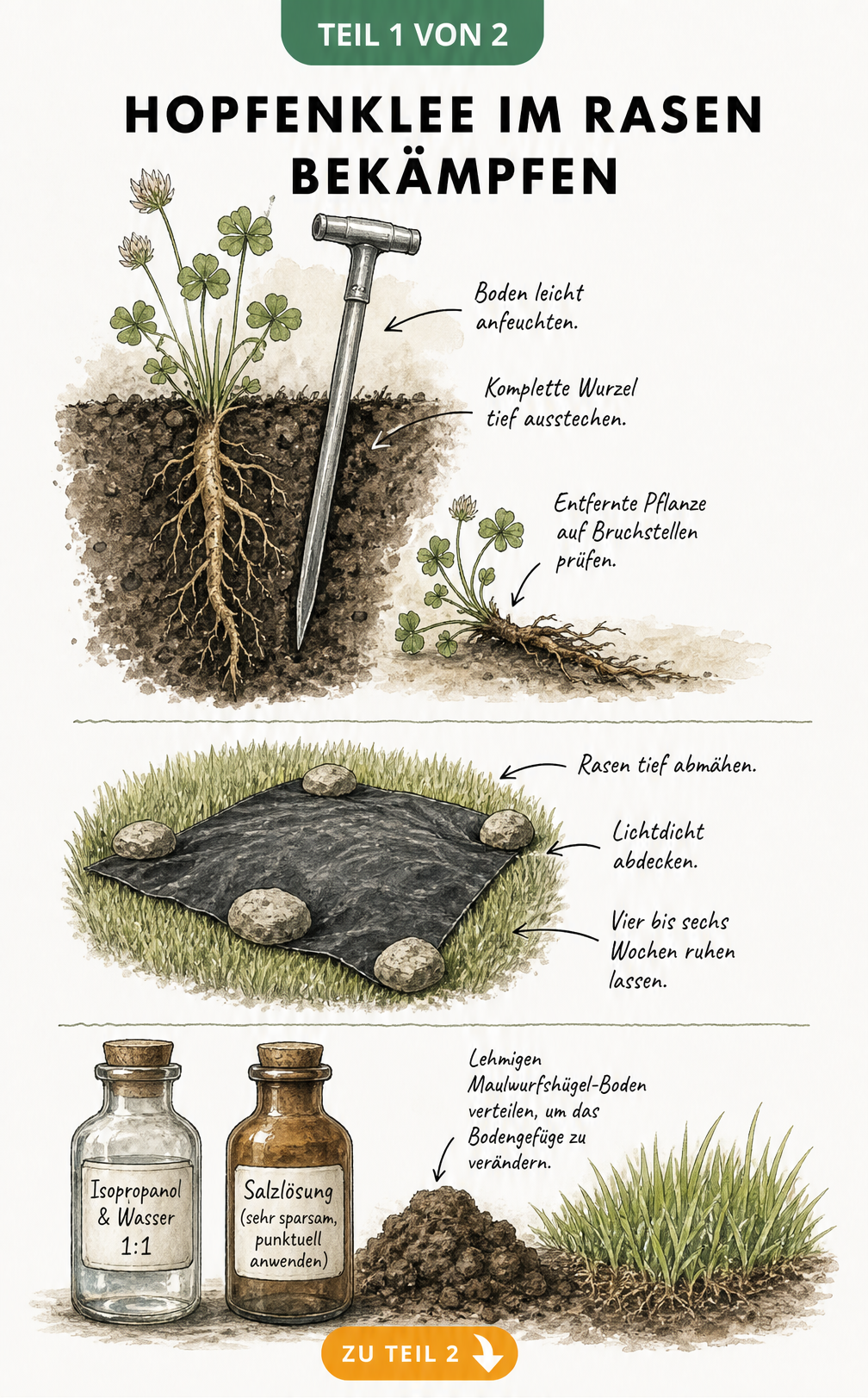 Illustration zur Bekämpfung von Hopfenklee im Rasen durch Wurzelstechen, Abdunkeln und Hausmittel