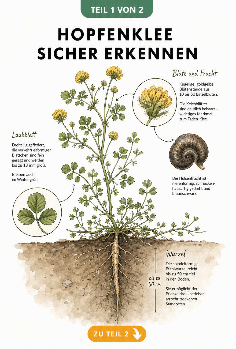 Botanische Illustration des Hopfenklees mit Details zu Blüte, Blatt und Pfahlwurzel