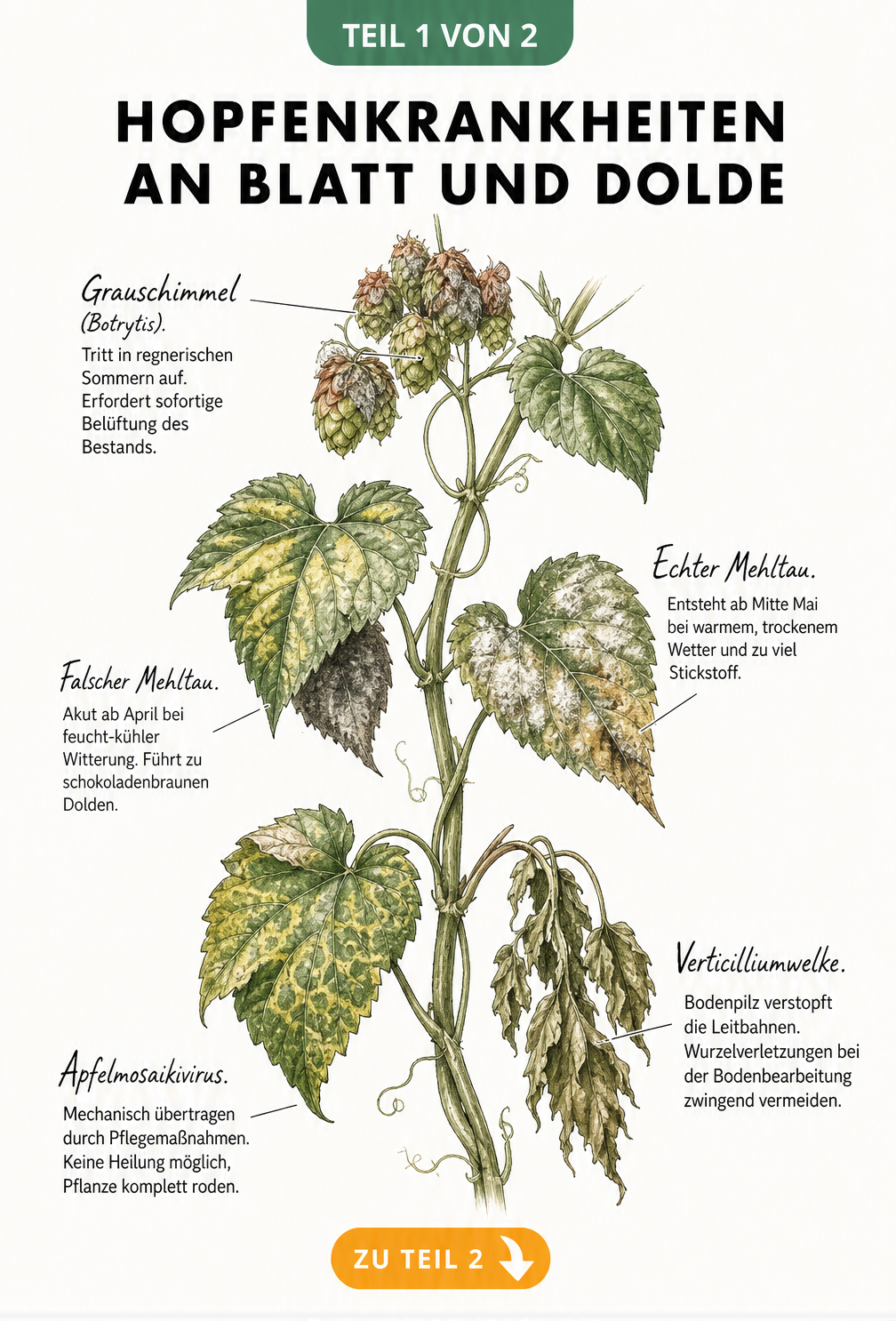 Botanische Illustration einer Hopfenrebe mit Schadbildern von Grauschimmel, Falschem und Echtem Mehltau, Apfelmosaikvirus und Verticilliumwelke an Blättern und...