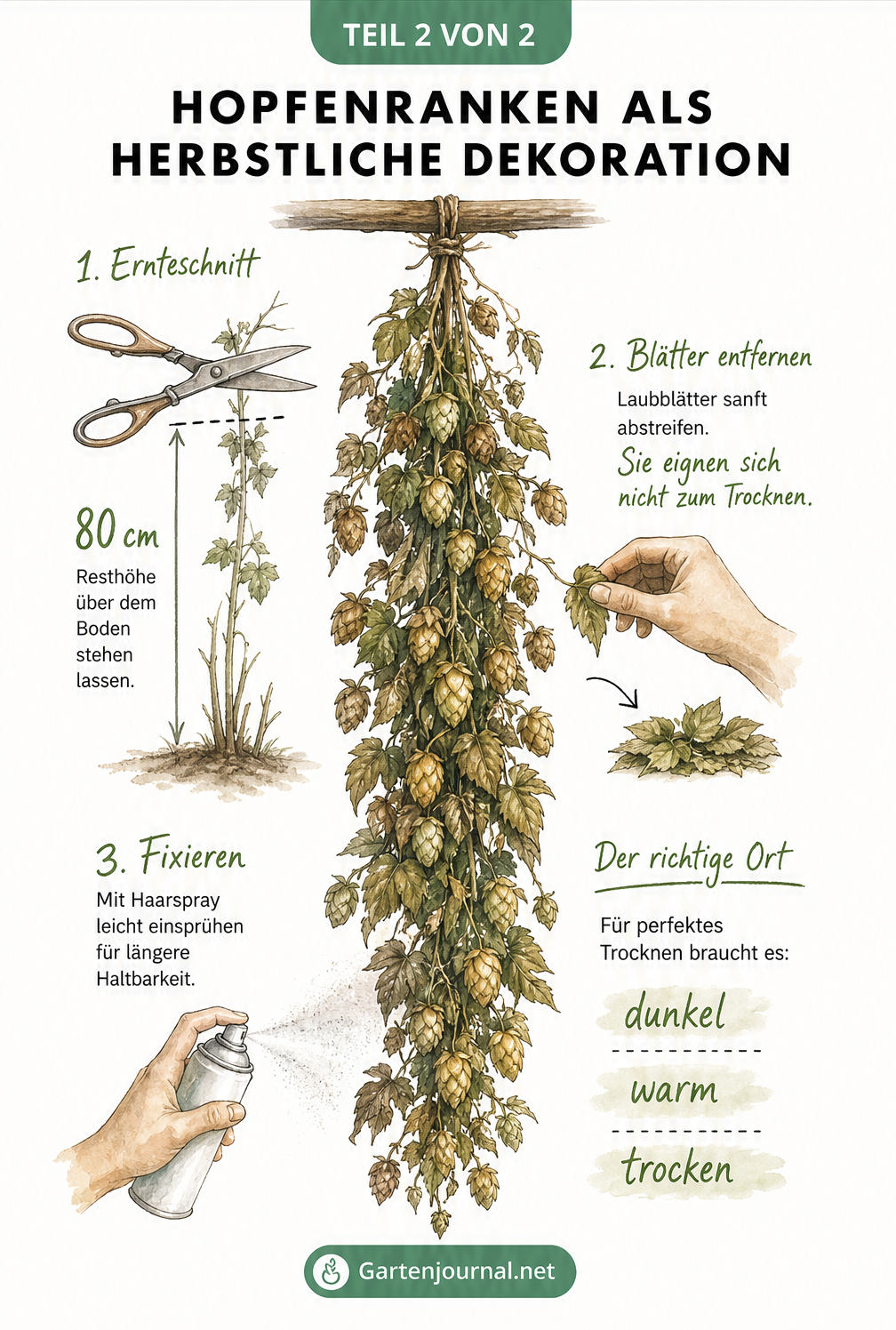 Illustration einer getrockneten Hopfenranke mit Fruchtzapfen in herbstlichen Farben, inklusive Anleitung zum Trocknen