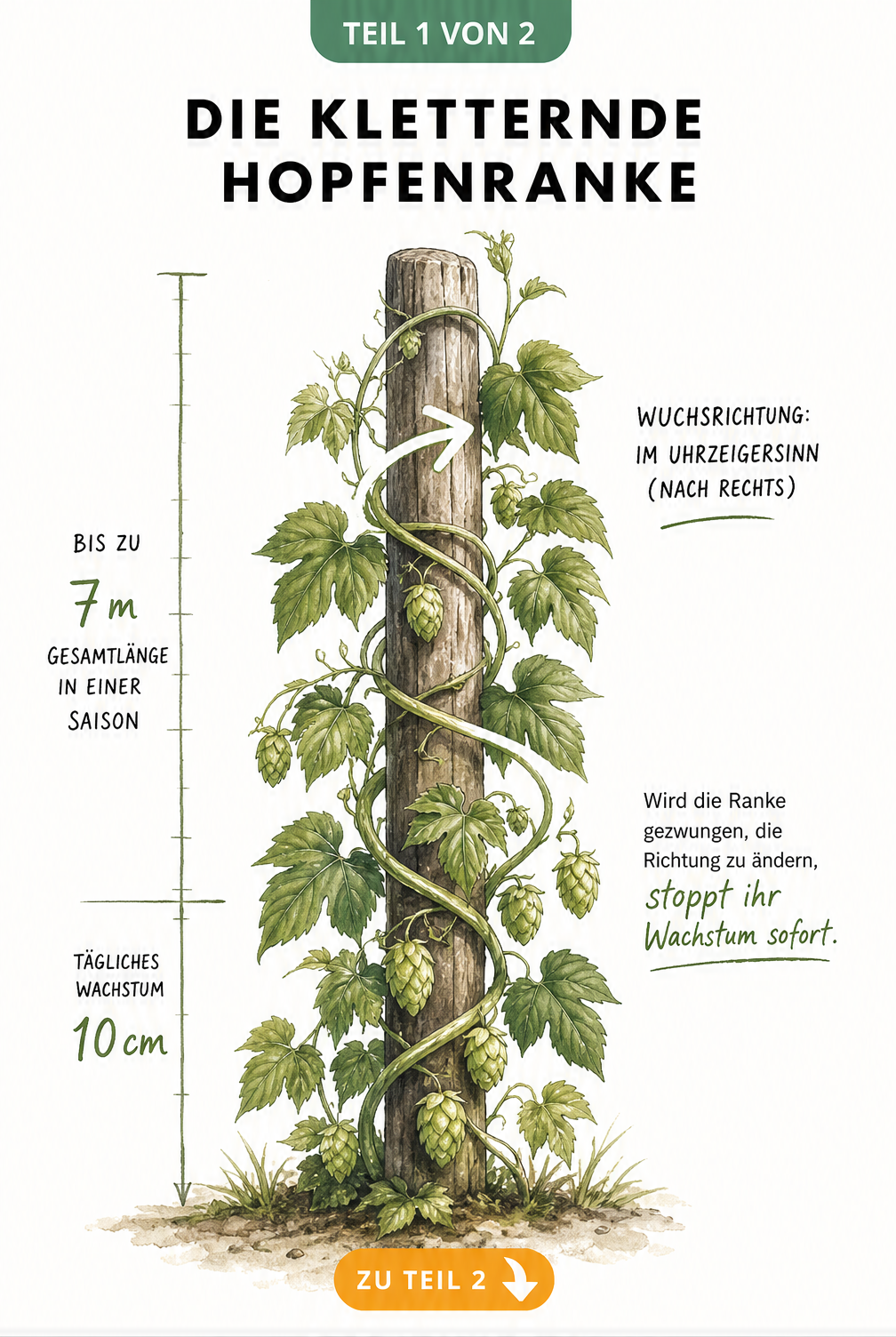 Botanische Illustration einer Hopfenranke, die sich im Uhrzeigersinn um einen Holzpfahl windet, mit Maßstab für das schnelle Wachstum
