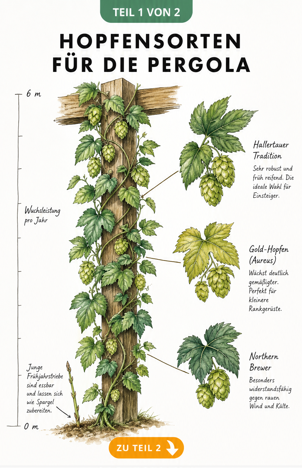 Illustration einer Hopfenpflanze an einem Pergola-Pfeiler mit Maßstab und drei verschiedenen Hopfensorten