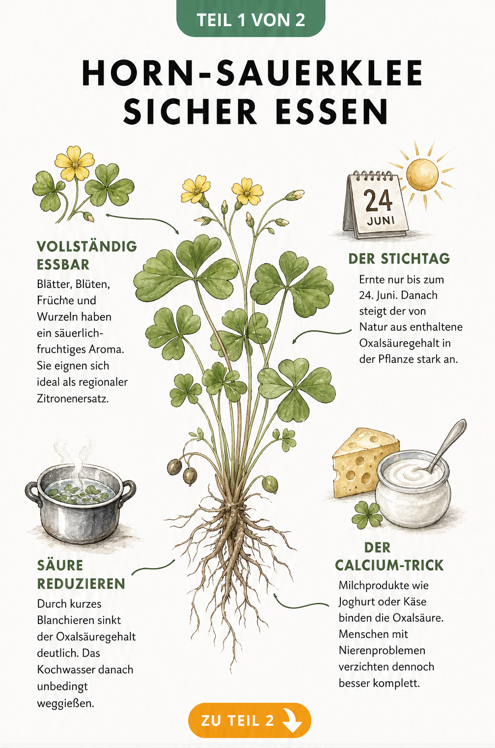 Botanische Illustration von Horn-Sauerklee mit Hinweisen zu Essbarkeit, Erntezeitpunkt und Oxalsäure-Reduktion