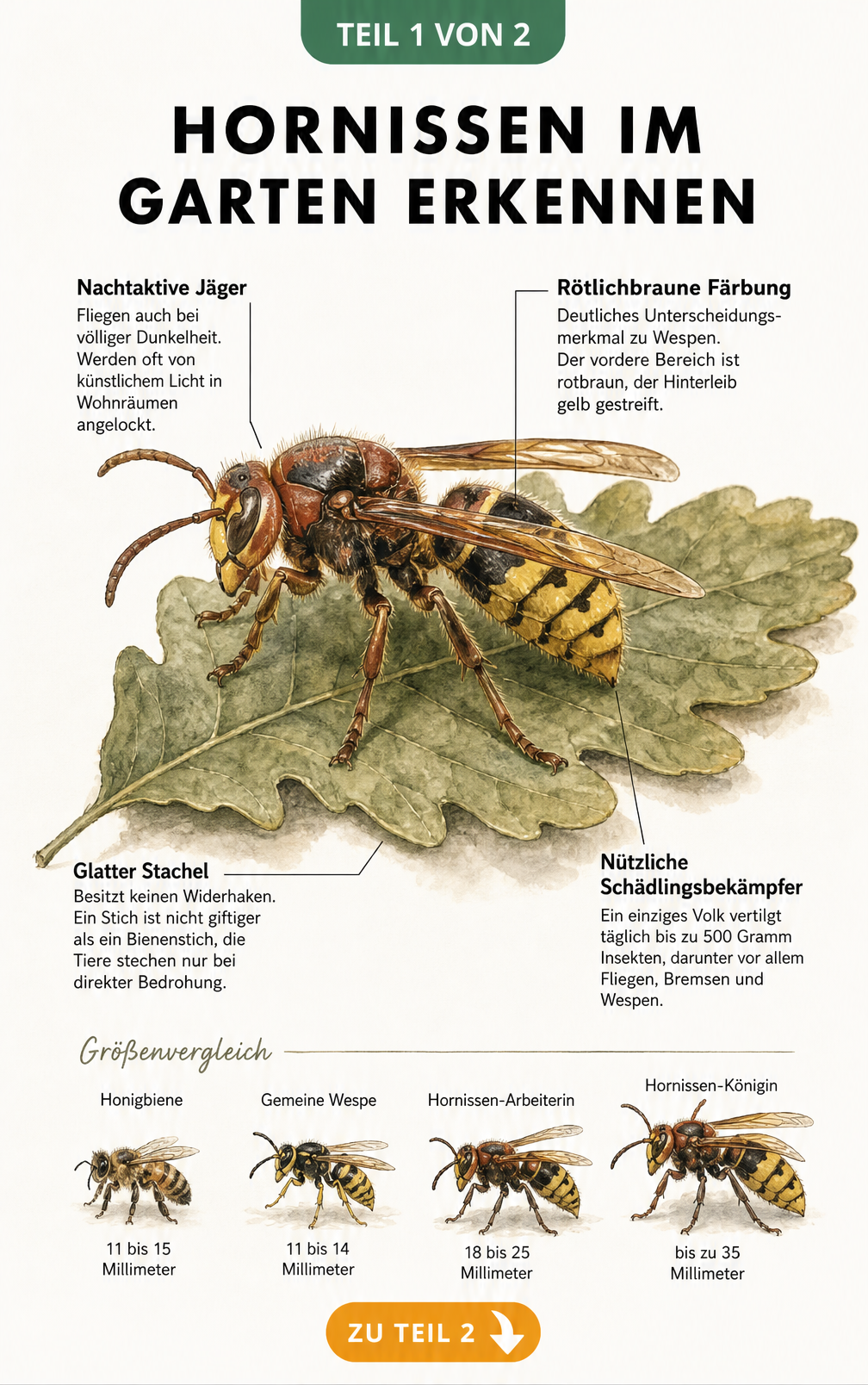 Illustration einer Hornisse mit Beschriftungen zu Merkmalen wie rötlichbrauner Färbung, glattem Stachel und Größenvergleich zu Wespe und Biene