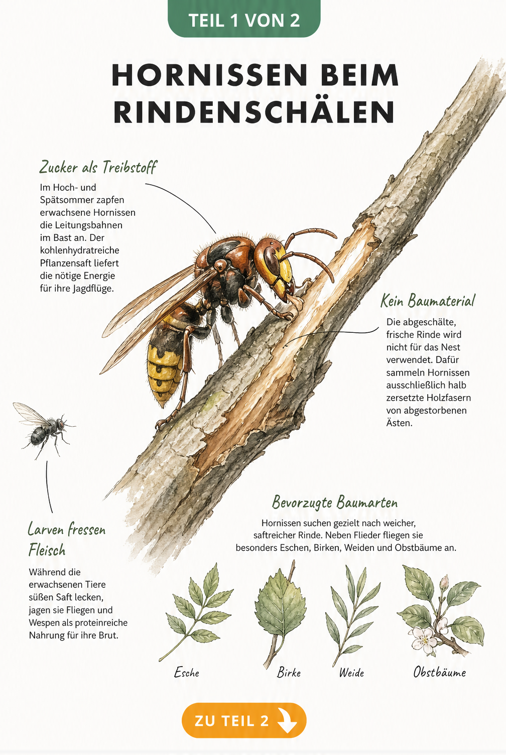 Botanische Illustration einer Hornisse, die an einem Fliederast Rinde abschält, um an zuckerhaltigen Pflanzensaft zu gelangen.