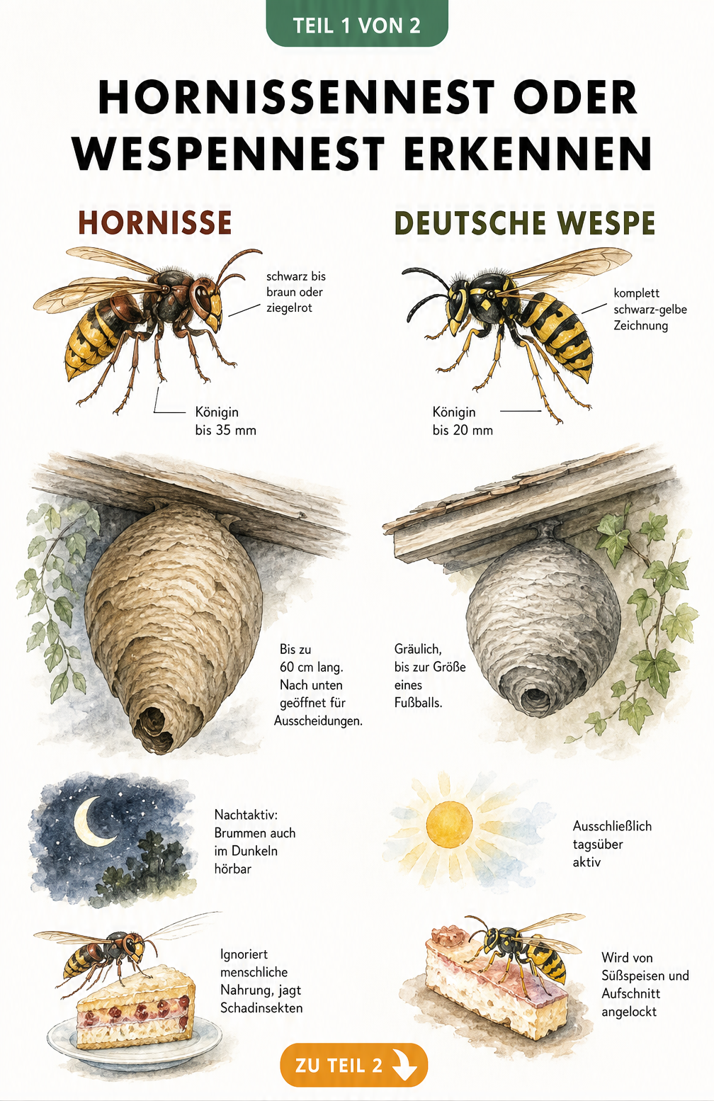 Gegenüberstellung von Hornisse und Wespe mit Merkmalen zu Aussehen, Nestbau und Verhalten