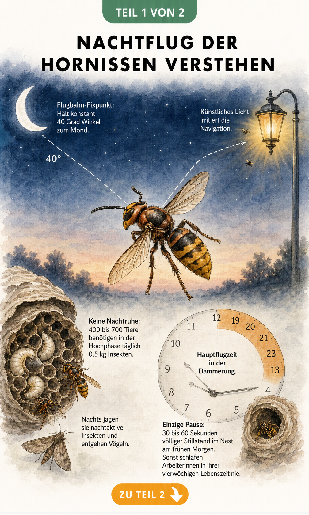 Illustration einer Hornisse bei Nacht mit Erklärungen zu Flugbahn, Nahrungsbedarf und Aktivitätszeit