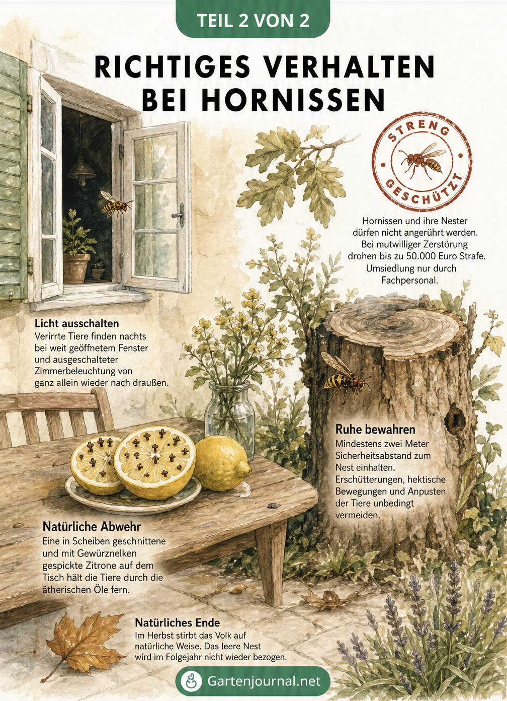 Illustration mit Verhaltensregeln bei Hornissen: Ruhe bewahren, Licht ausschalten, natürliche Abwehr mit Zitrone und Nelken sowie Hinweis auf Naturschutz