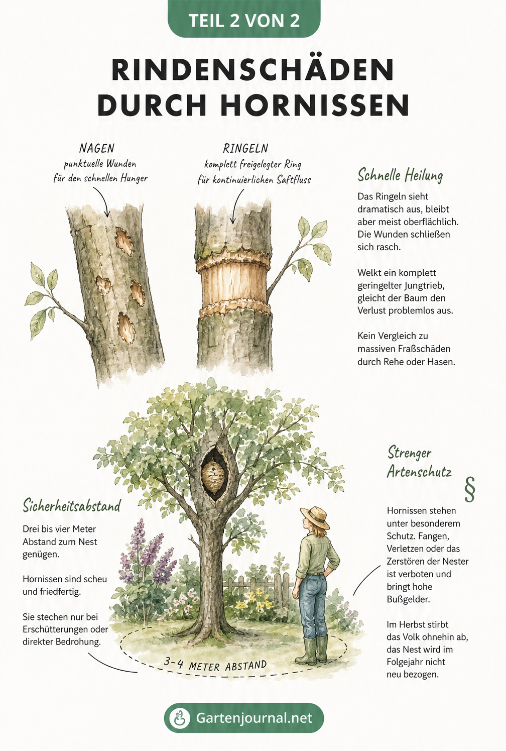 Illustration von Rindenschäden durch Hornissen an einem Ast und einer Gartenszene mit Sicherheitsabstand zum Nest.