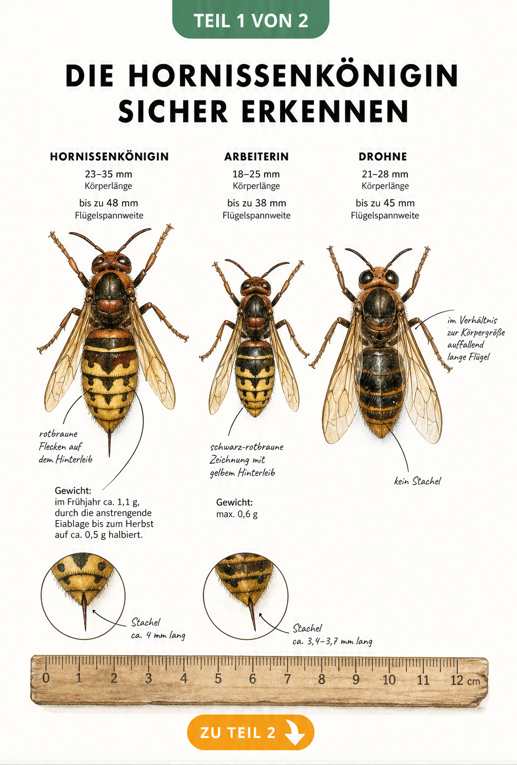 Illustration einer Hornissenkönigin im Vergleich zu Arbeiterin und Drohne mit Größenangaben