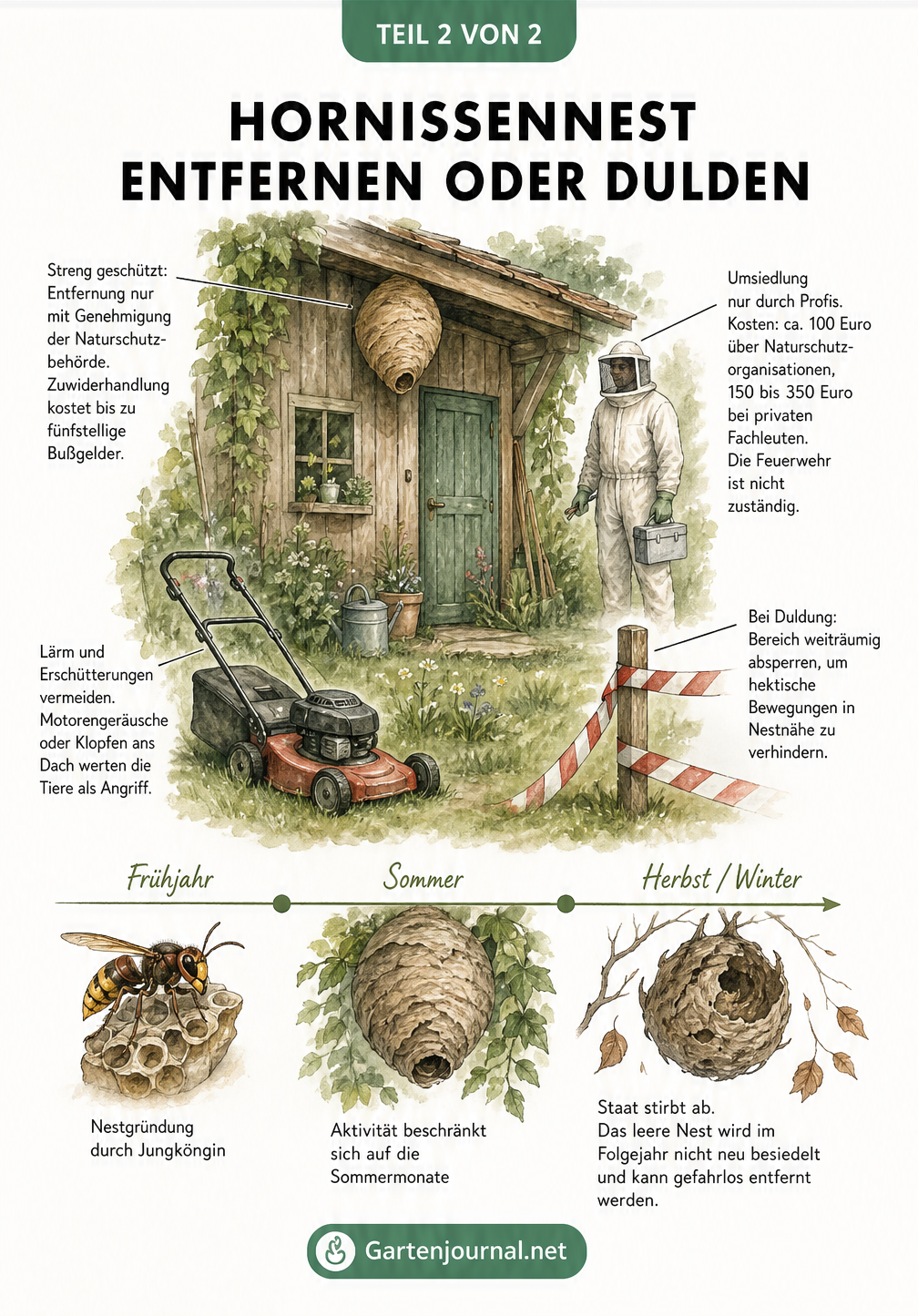 Illustration eines Hornissennests am Gartenschuppen mit Hinweisen zu Naturschutz, Umsiedlung und Verhalten