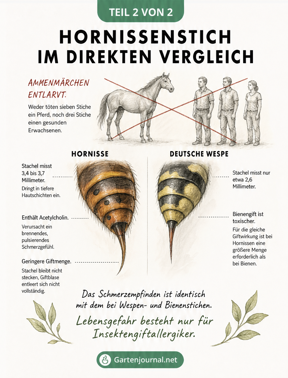 Vergleich von Hornisse und Wespe mit Fokus auf Stachel und Giftwirkung