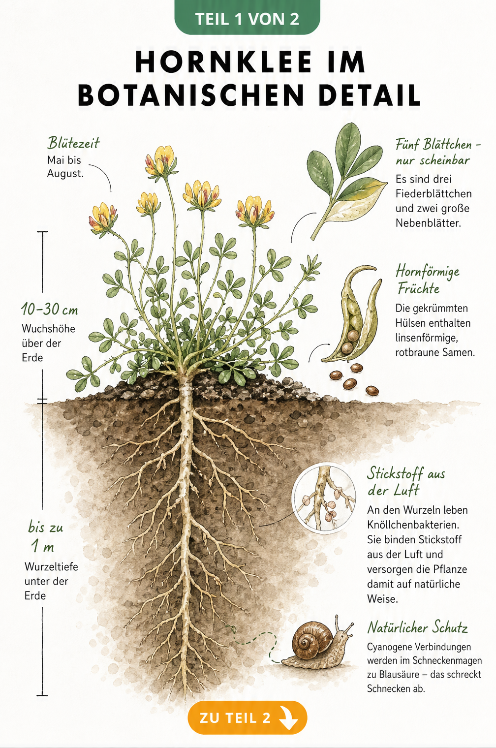 Botanische Illustration des Hornklees mit Querschnitt durch das Erdreich, tiefen Pfahlwurzeln, gelben Blüten und Blattdetails