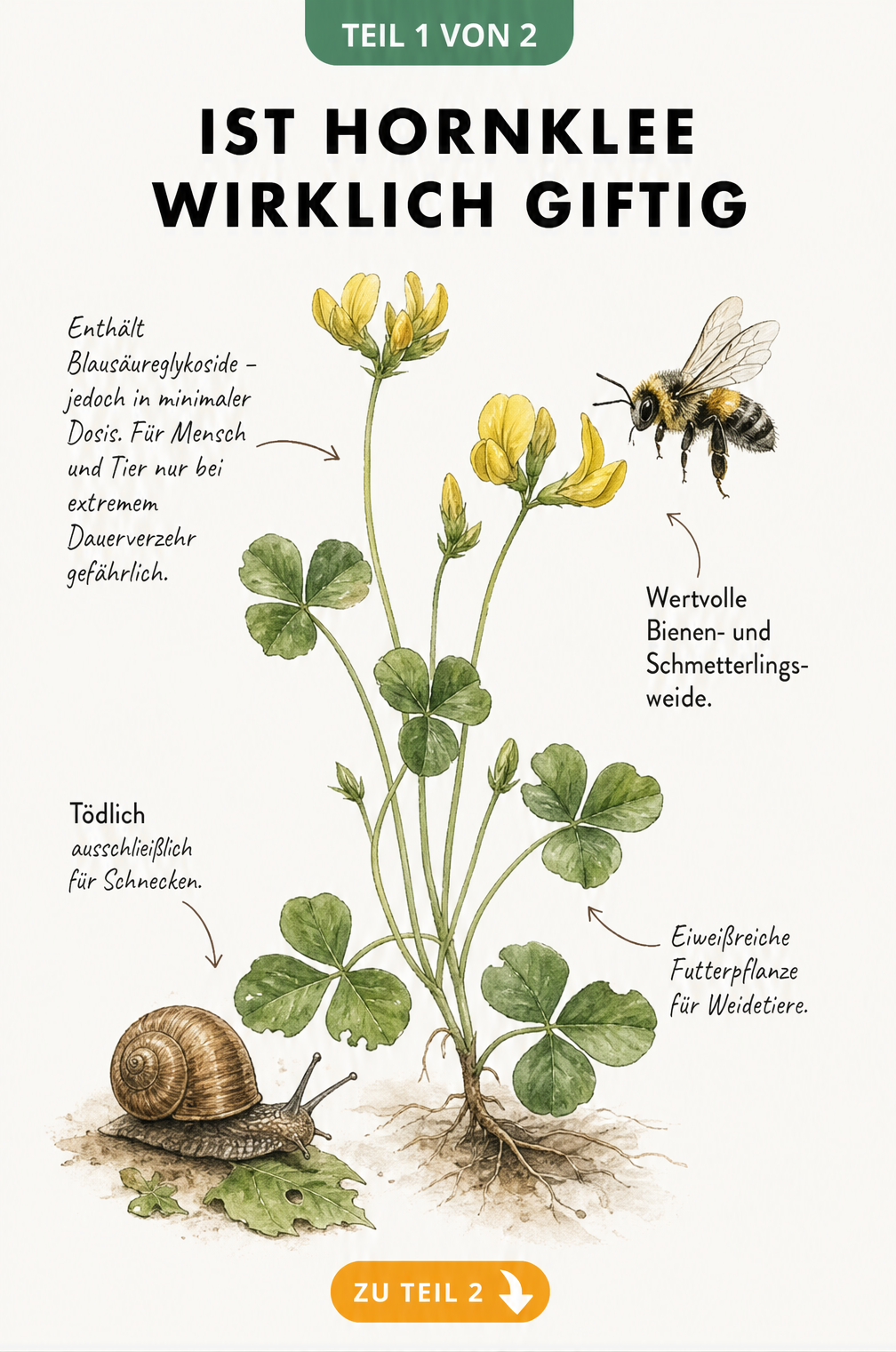 Botanische Illustration von Hornklee mit Schnecke und Wildbiene, die Giftigkeit und Nutzen erklärt