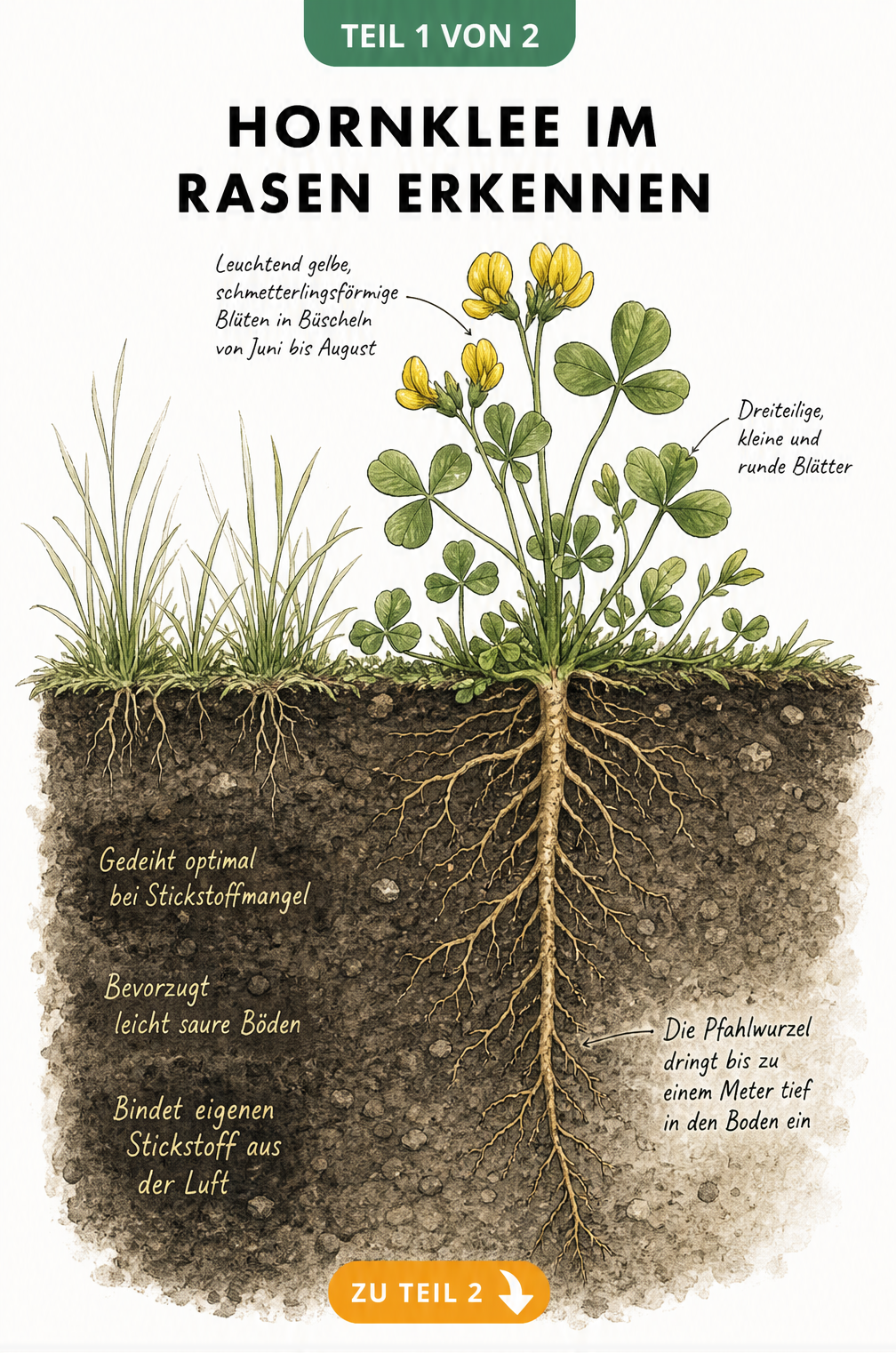 Botanische Querschnitts-Illustration von Hornklee im Rasen mit tiefem Wurzelwerk und gelben Blüten