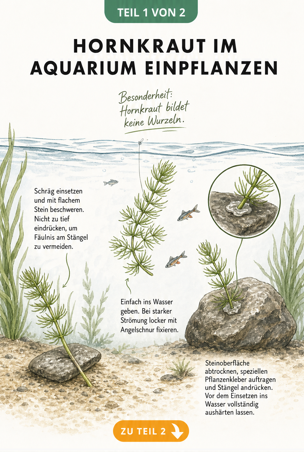 Illustration von drei Methoden, um Hornkraut im Aquarium einzupflanzen: Bodenbefestigung mit Stein, freischwebend und auf Stein geklebt.