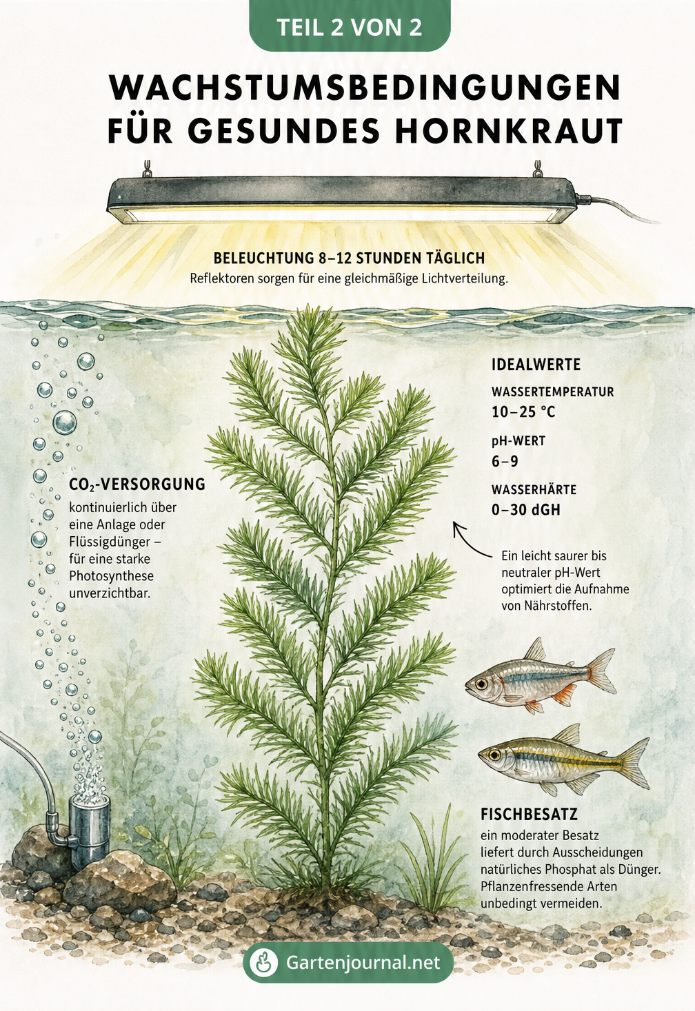 Schnittzeichnung eines Aquariums mit Hornkraut, die ideale Werte für Licht, Temperatur, pH-Wert und CO2 zeigt