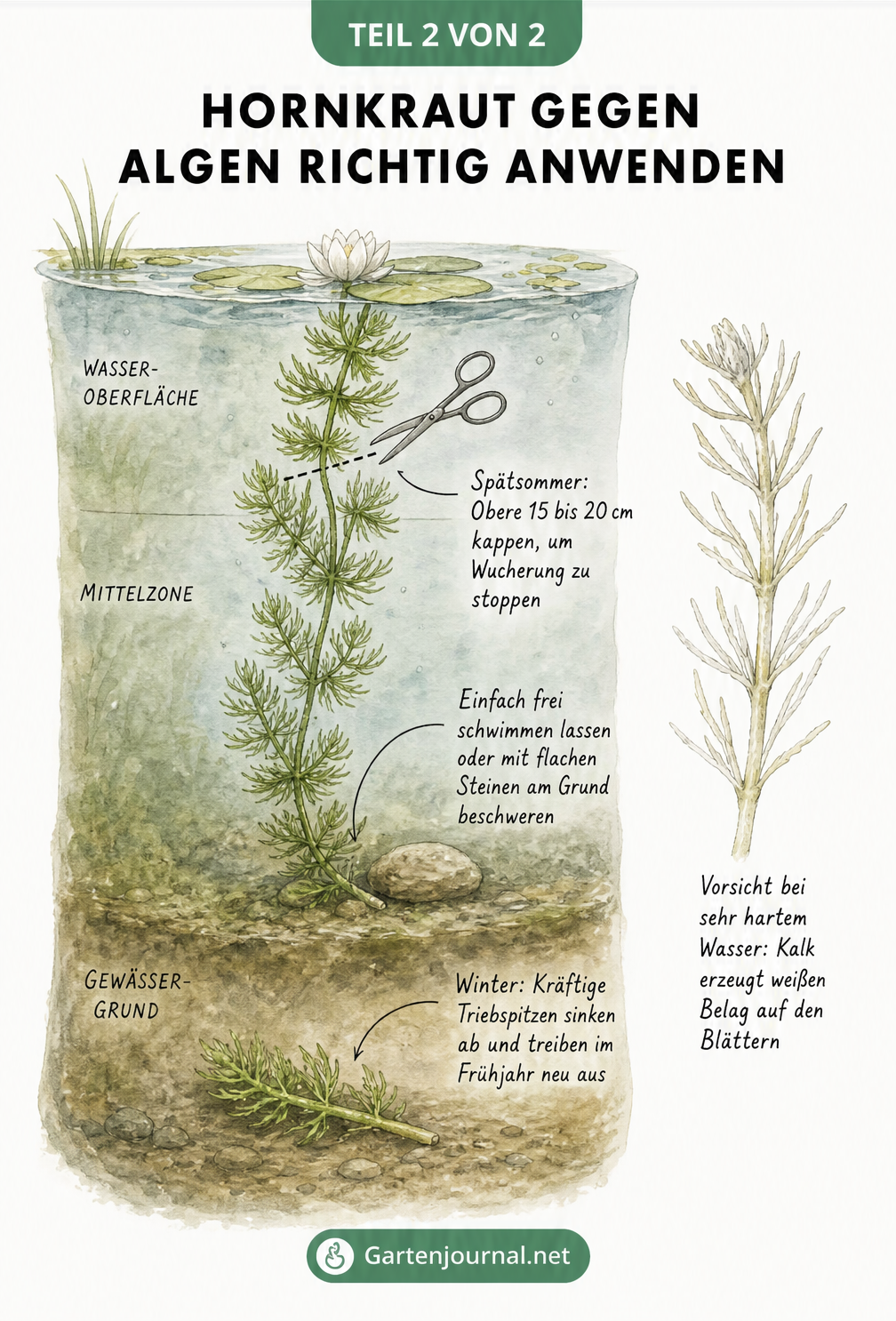 Illustration einer Wassersäule mit Hornkraut, die Pflegehinweise wie das Beschweren mit Steinen, den Rückschnitt im Spätsommer und das Überwintern am Grund...