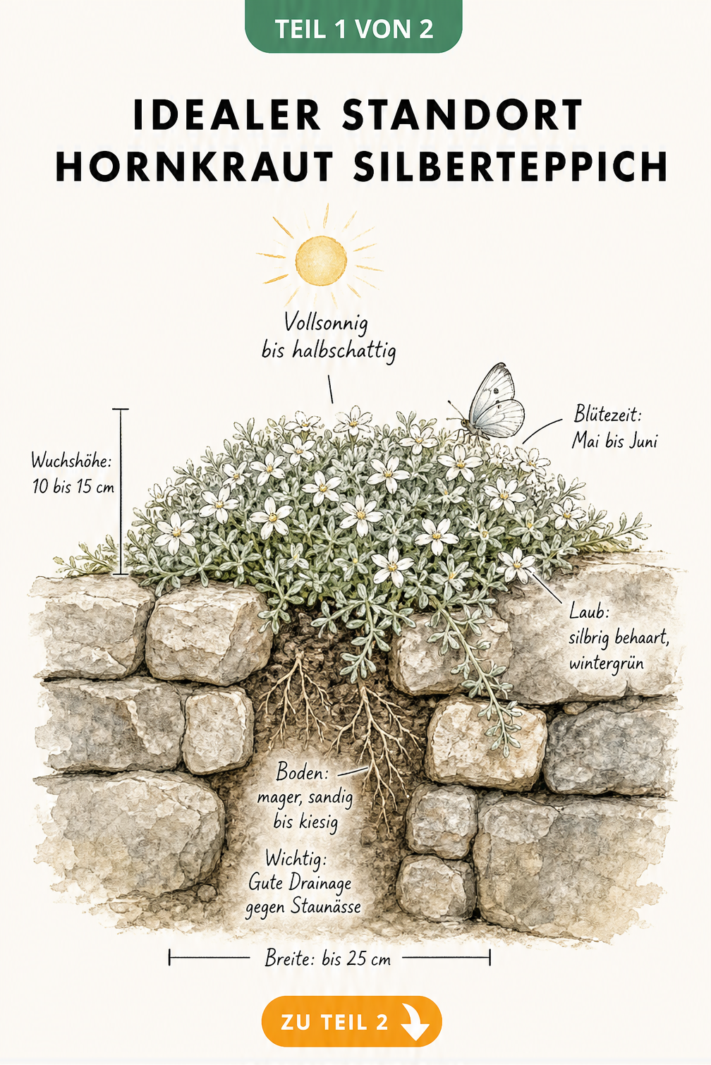 Botanische Illustration des Hornkrauts Silberteppich mit Wuchshöhe, Breite und idealem Standort an einer Natursteinmauer.