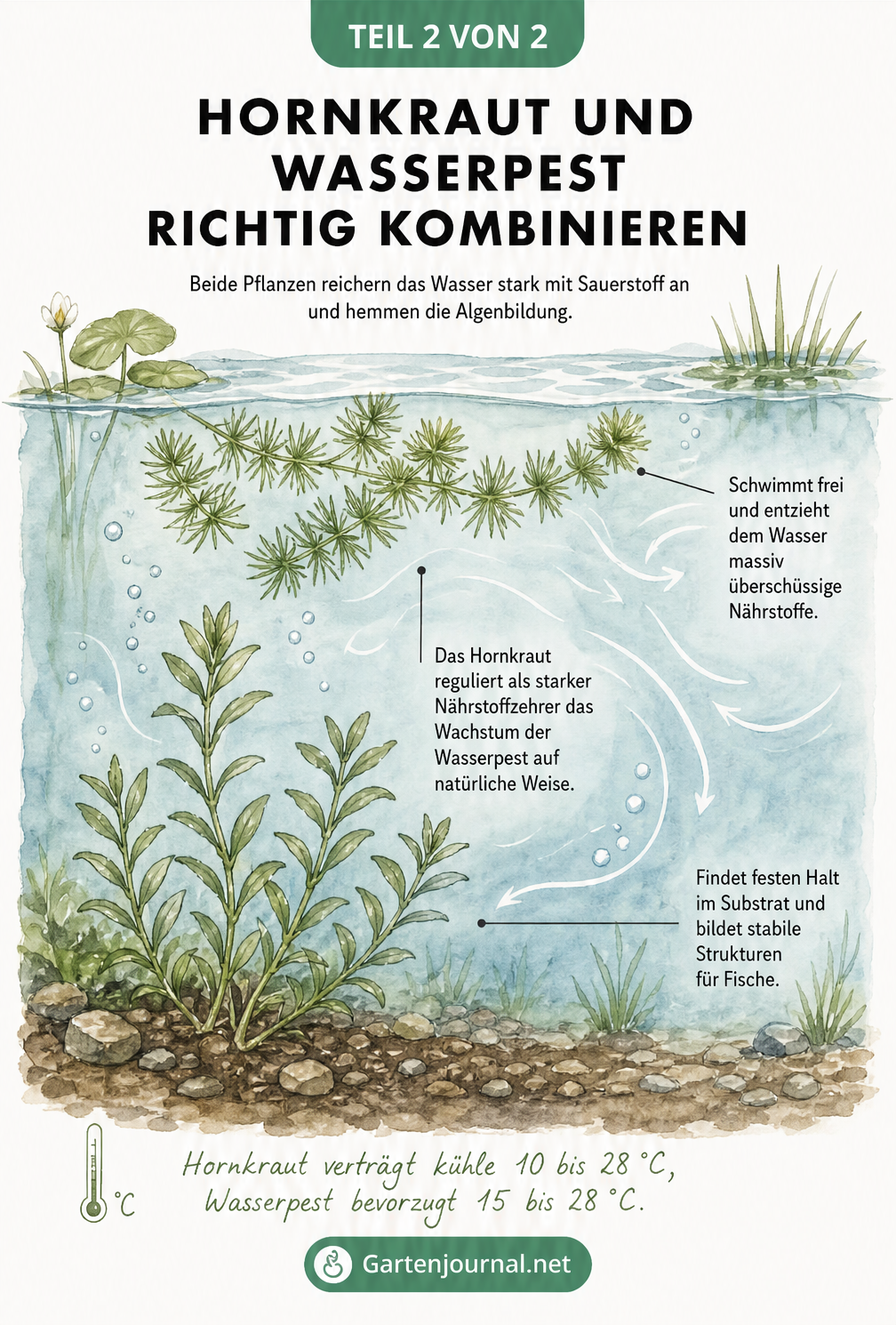 Querschnitt eines Gewässers mit frei schwimmendem Hornkraut und im Boden verwurzelter Wasserpest