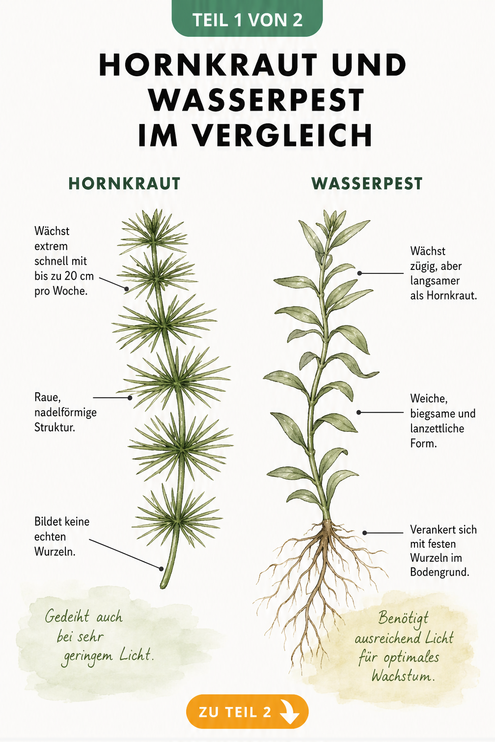 Botanische Illustration von Hornkraut und Wasserpest im Vergleich mit Details zu Blättern und Wurzeln