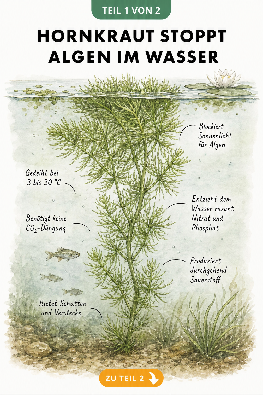 Botanische Illustration eines Hornkraut-Triebes unter Wasser, die zeigt, wie die Pflanze Nährstoffe entzieht, Sauerstoff produziert und Algen blockiert.