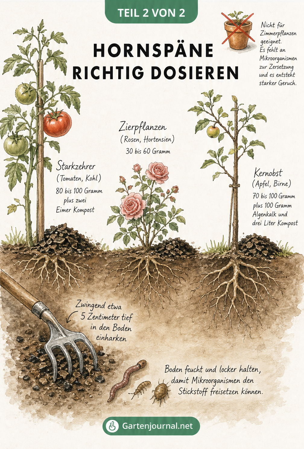 Zeichnung eines Gartenbeetes mit Tomaten, Rosen und einem Apfelbaum, die die richtige Dosierung von Hornspänen für verschiedene Pflanzenarten zeigt.
