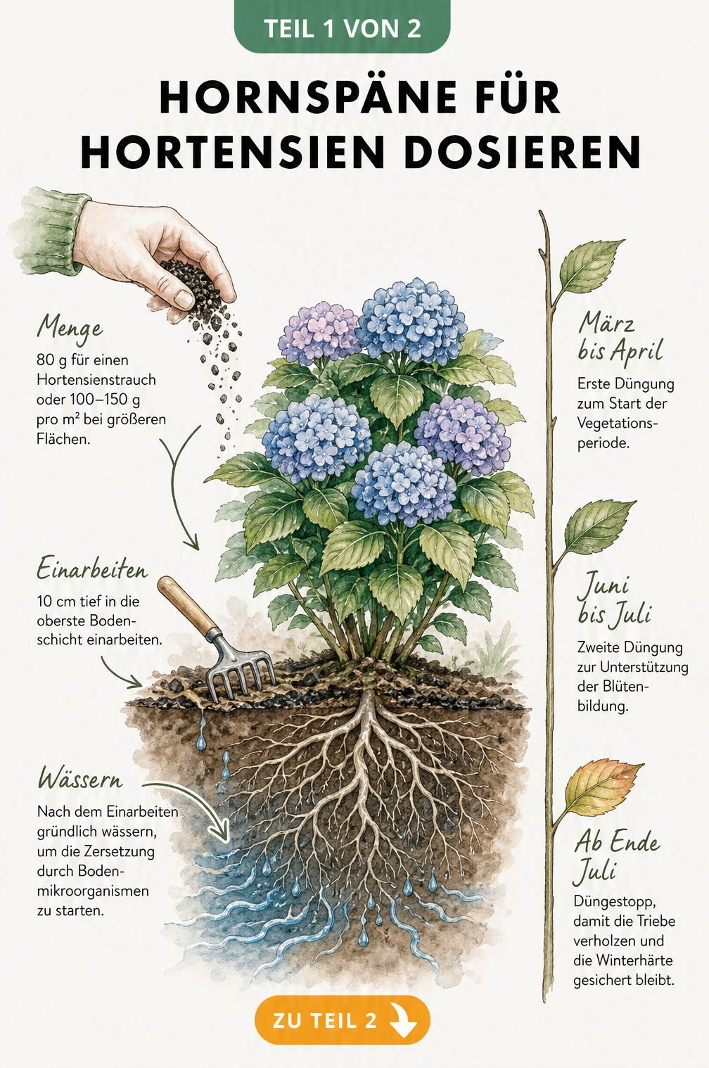 Illustration eines Hortensienbusches mit Querschnitt durch das Erdreich, die die Dosierung und Einarbeitung von Hornspänen zeigt.