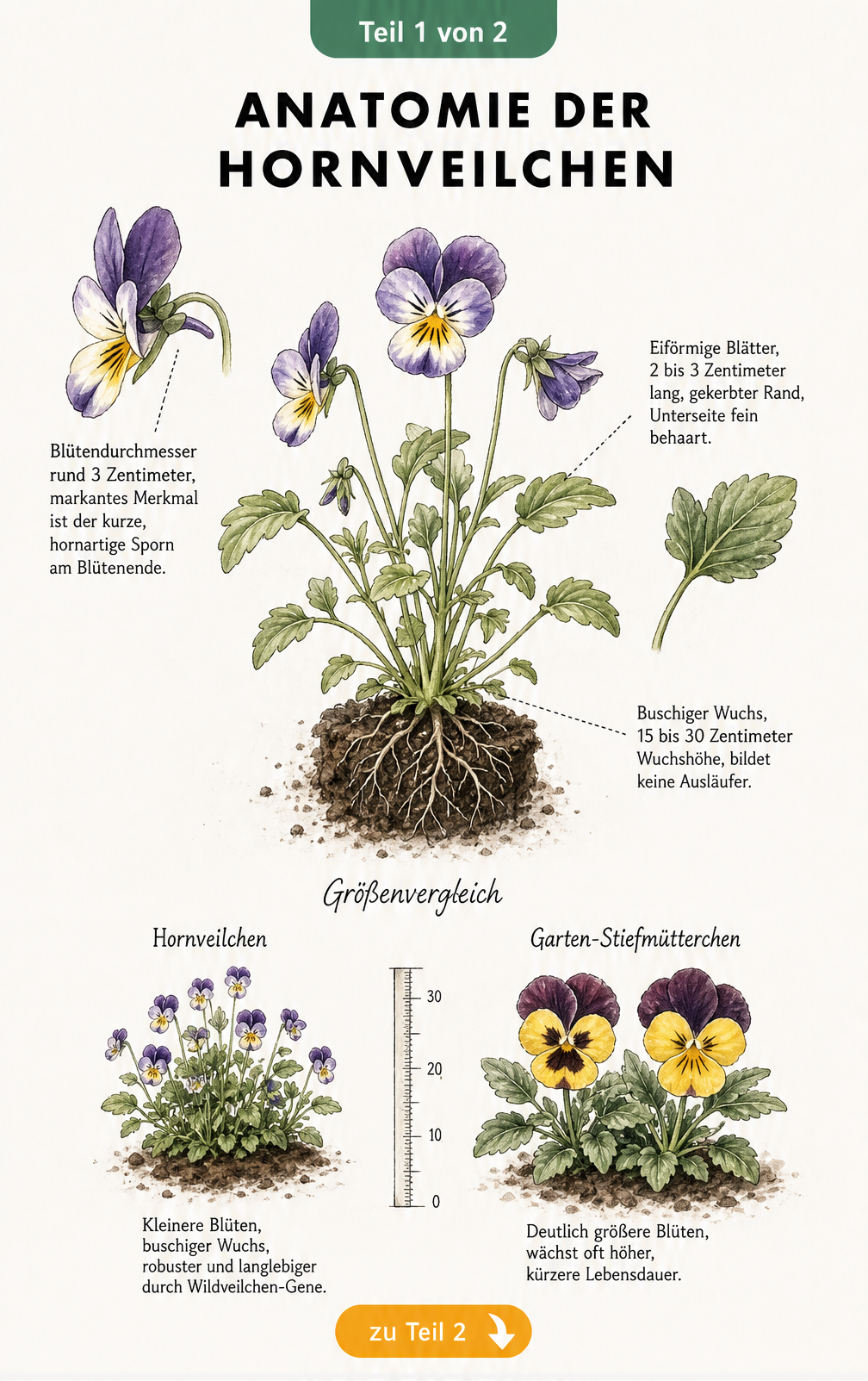 Botanische Illustration eines Hornveilchens mit Details zu Blüte, Blättern und Wurzeln sowie einem Größenvergleich zum Stiefmütterchen.