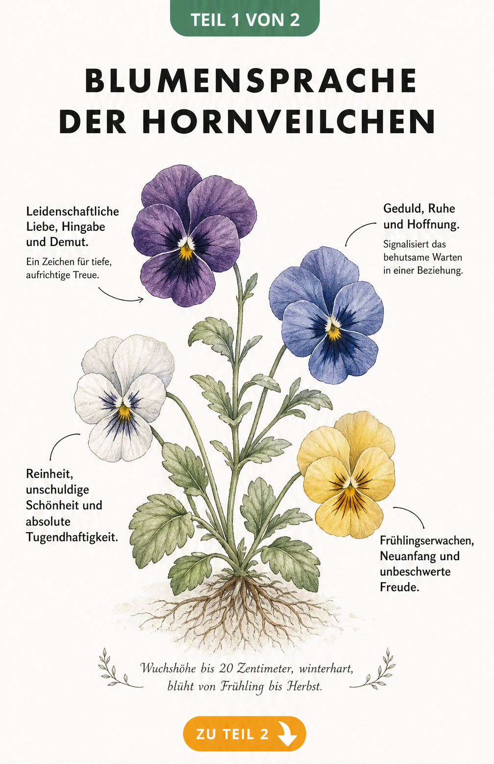 Botanische Aquarell-Illustration eines Hornveilchens mit vier Blüten in Violett, Blau, Weiß und Gelb, die die Blumensprache und Bedeutung der Farben erklärt.