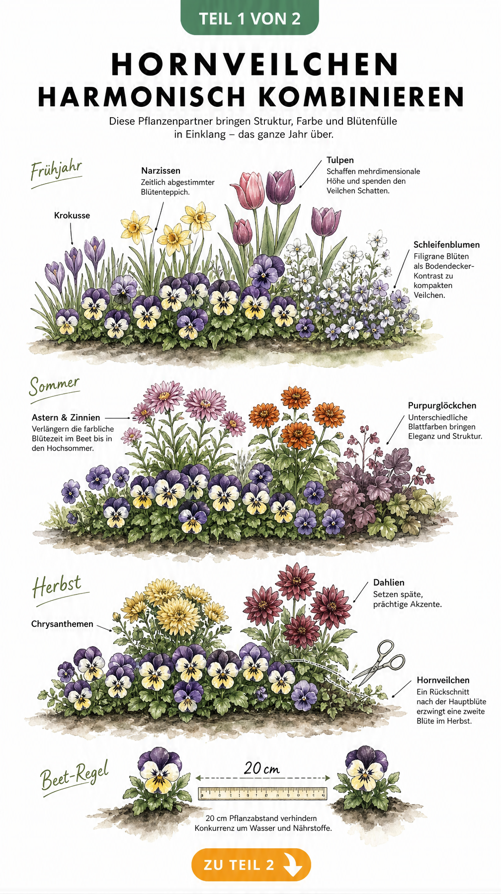 Handgezeichnete Beetlandschaft mit Hornveilchen, Krokussen, Astern und Dahlien in drei Jahreszeiten-Zonen
