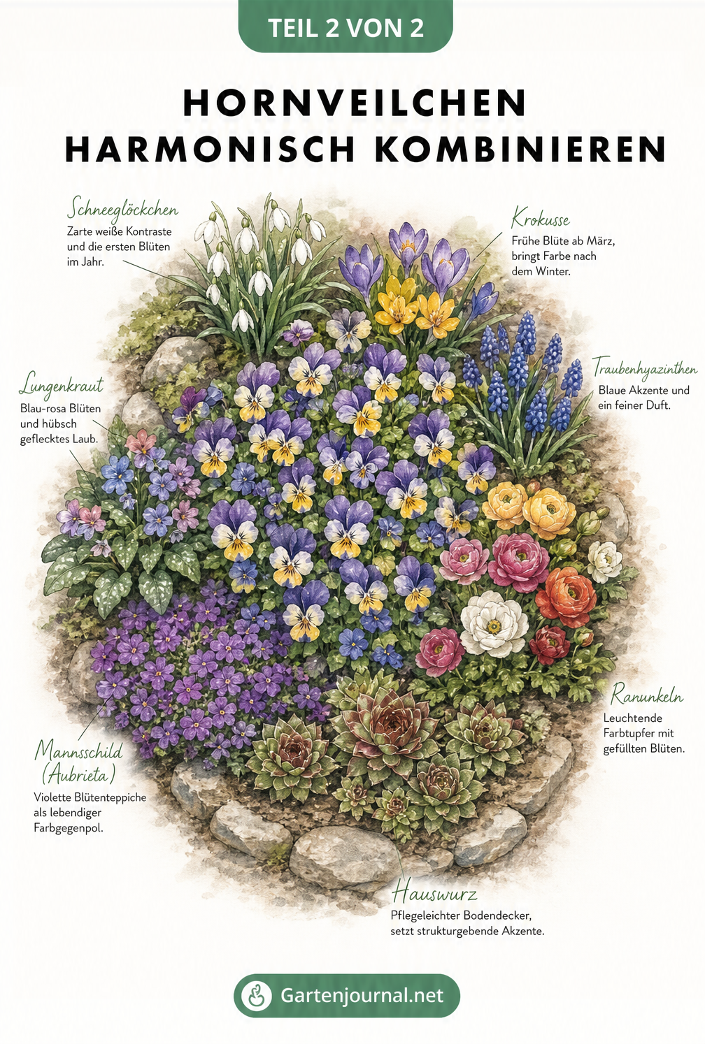 Aquarellierte Aufsicht eines Grabbeets mit Hornveilchen, Schneeglöckchen, Krokussen, Traubenhyazinthen und Lungenkraut