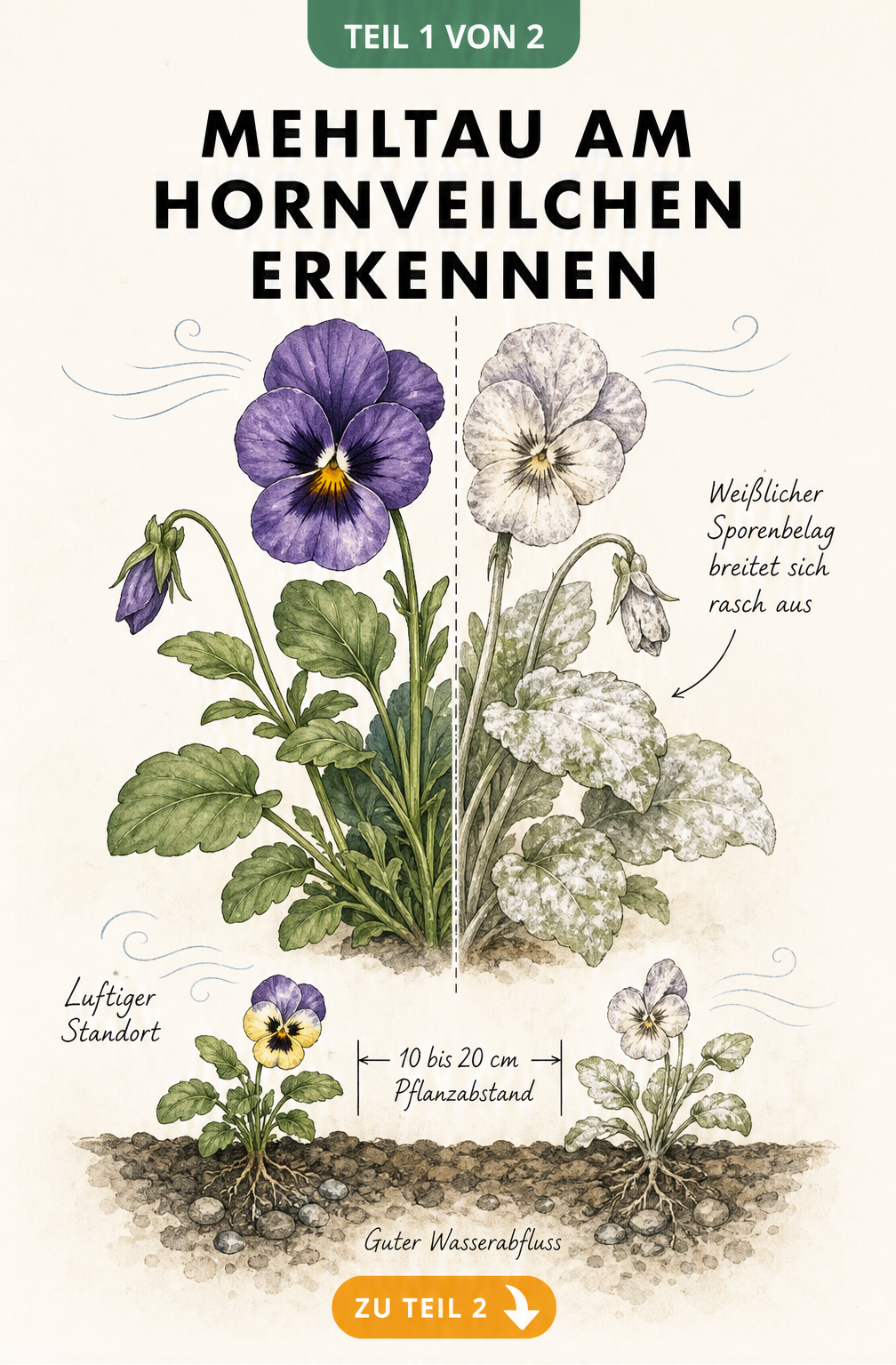 Botanische Zeichnung eines Hornveilchens, das links gesund und rechts mit weißem Mehltau-Sporenbelag bedeckt ist, inklusive Pflanzabstand und...