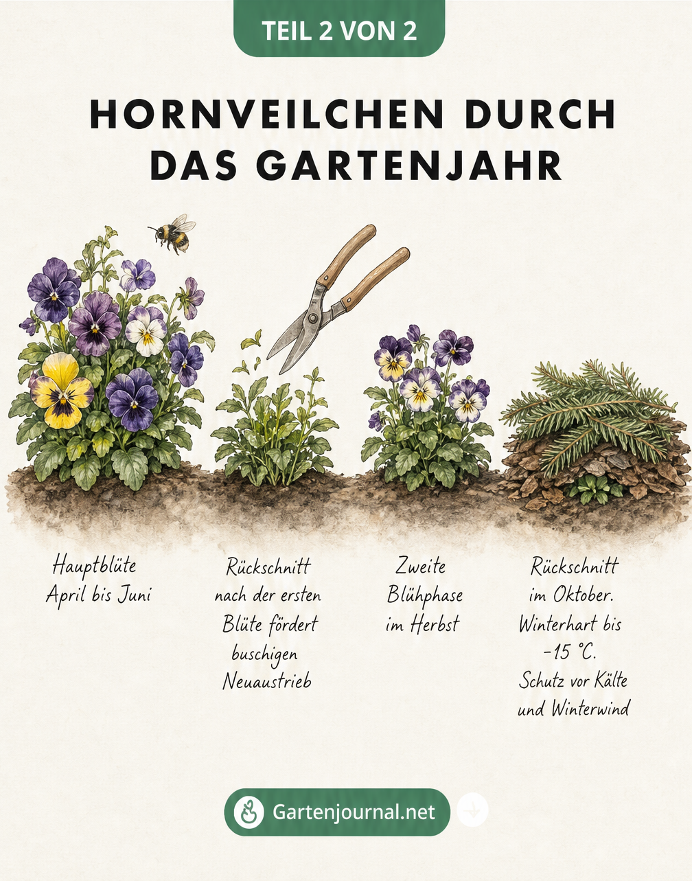 Skizze des Lebenszyklus von Hornveilchen durch die vier Jahreszeiten mit Hinweisen zu Blütezeit, Rückschnitt und Winterschutz