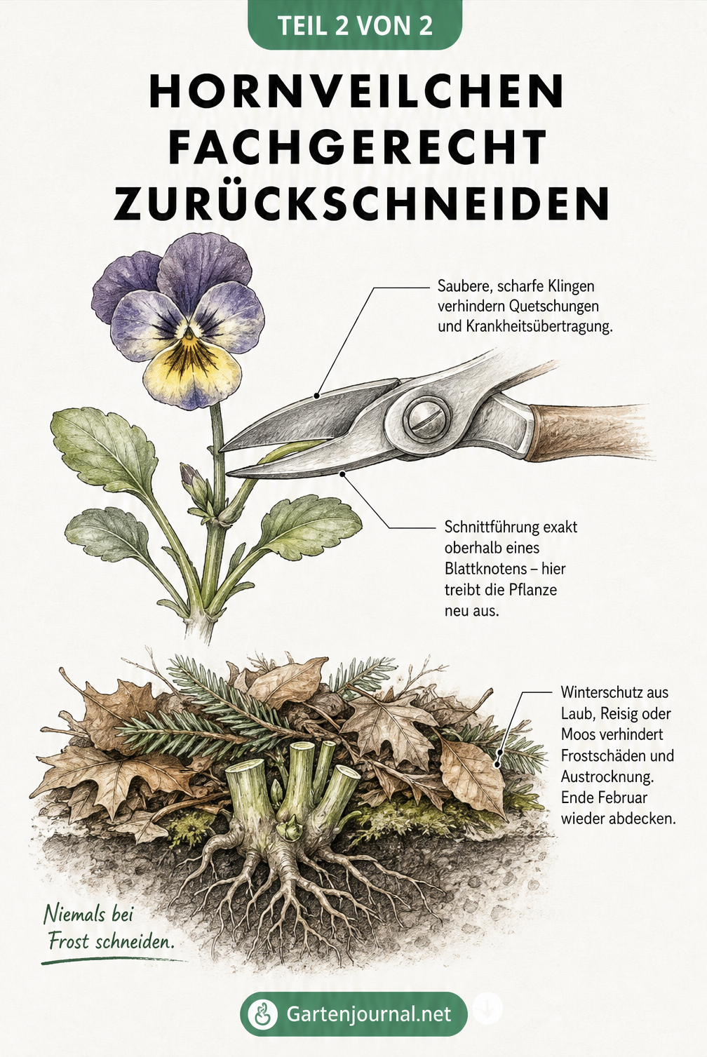 Detaillierte Illustration eines Hornveilchen-Triebes, die den exakten Schnitt oberhalb eines Blattknotens mit einer Gartenschere zeigt, sowie den Winterschutz...