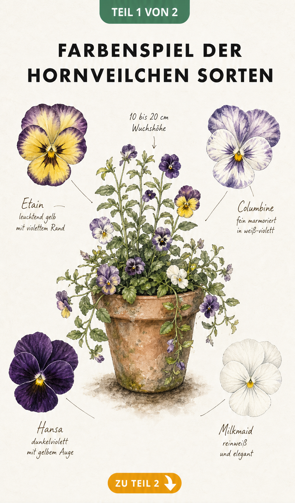 Botanische Illustration eines Terrakotta-Topfes mit Hornveilchen und vier detaillierten Blütenköpfen der Sorten Etain, Columbine, Hansa und Milkmaid