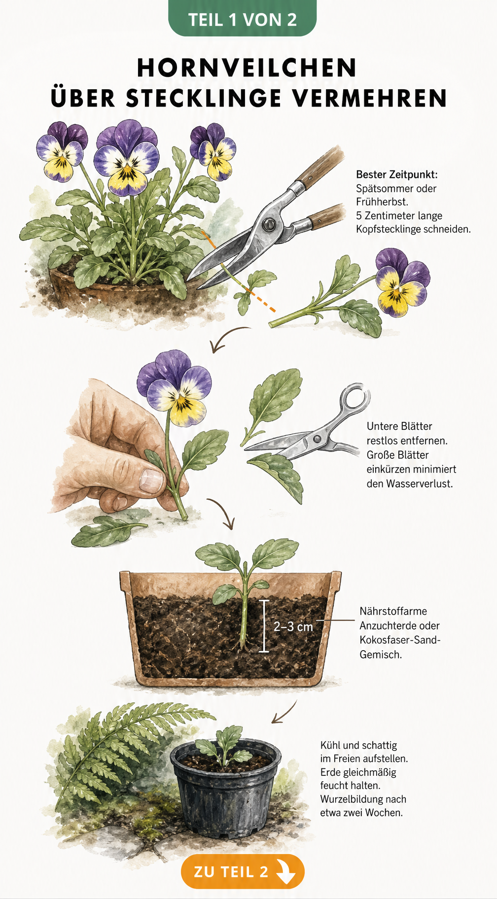 Illustration zur Vermehrung von Hornveilchen durch Stecklinge: Schneiden, Vorbereiten und Einpflanzen